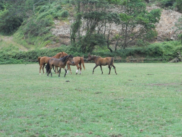 nuestros caballos